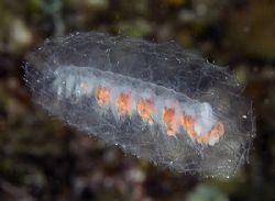 Unidentified species of siphonophore, a fairly rare type ... by Jim Chambers 